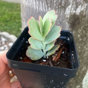 Lavender Scallops Succulents